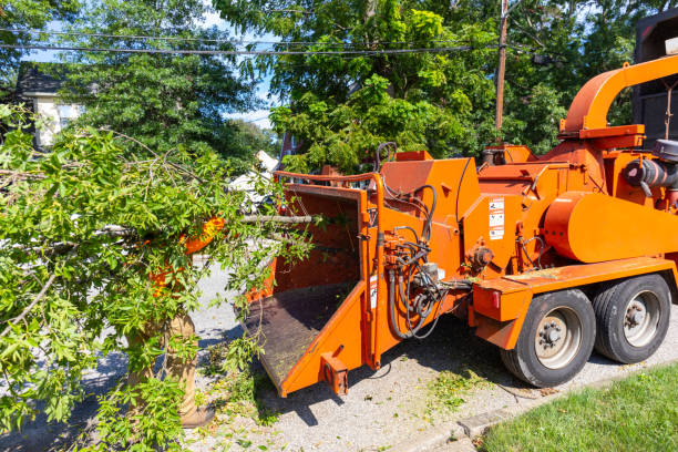 Best Emergency Tree Service  in USA